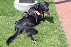 Chad Frojker Memorial Squad Run to Veterans Park, June 25, 2021 