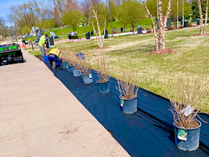 &ldquo;Spring means fresh and renew, so Veterans Park is joining North St. Paul to refresh the &ldquo;Historic&rdquo; Veterans Park grounds. A new hedge of 45 ARROWWOOD VIBURNUM shrubs is being planted by City Parks Crews to brighten up the Park. A haircut & trim followed on all the park plantings. Pine Creek Services then will stop by to soft power wash all paver, granite and walkway surfaces. New flags proudly wave on upgraded flagpole hardware in preparation of Memorial Day ceremonies Monday, May 25. Join us at noon that day to remember or Fallen and Deceased Veterans.&rdquo;